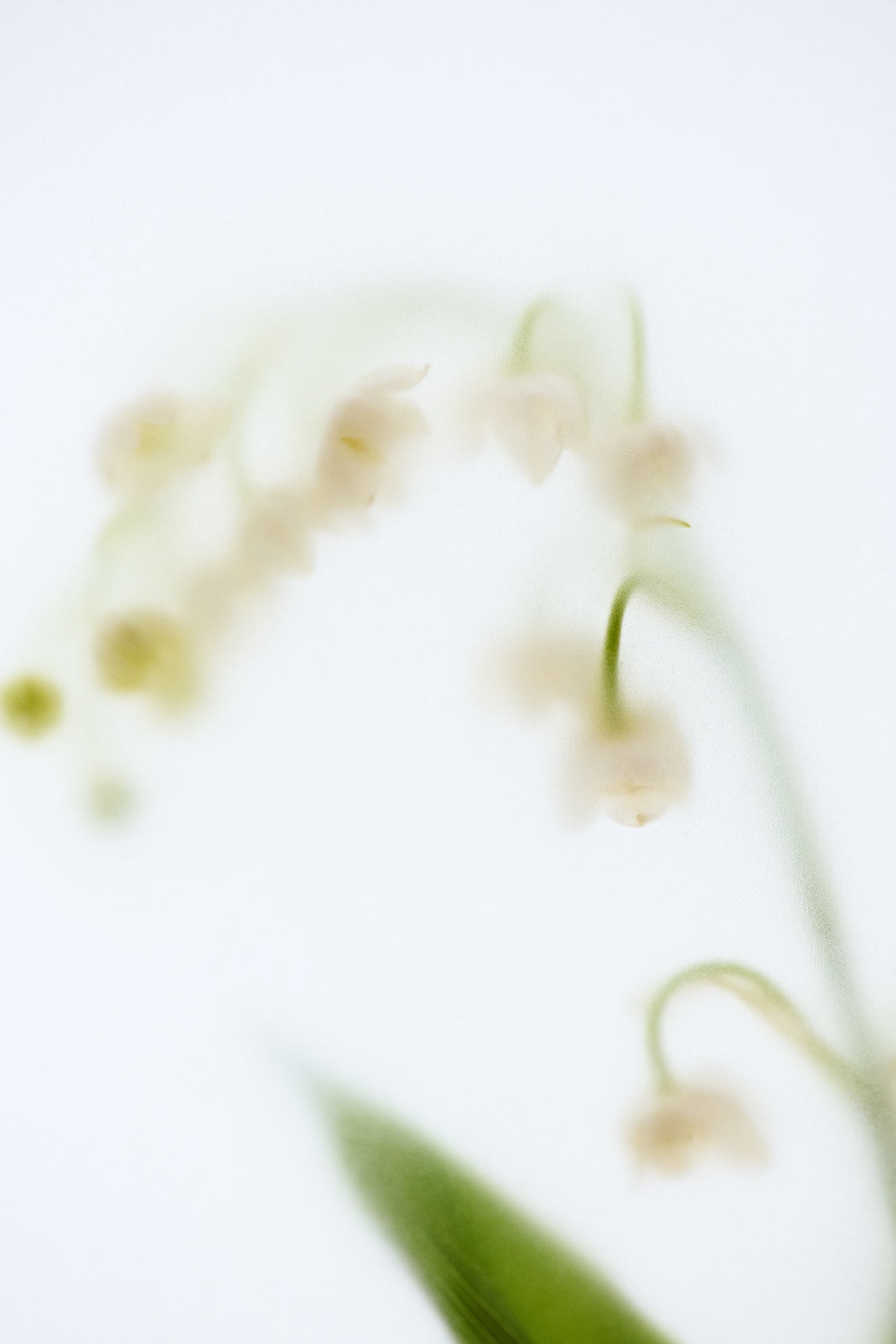 ANGEL MUGUET