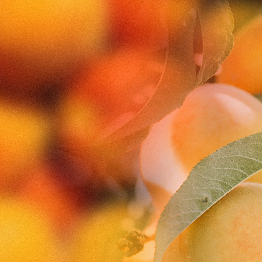 Lovely Apricot Scent