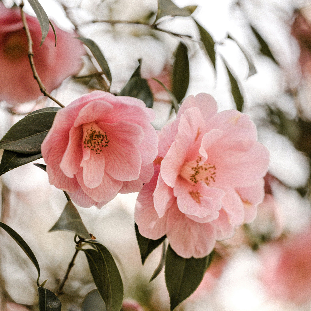Camellia Japonica Seed Oil