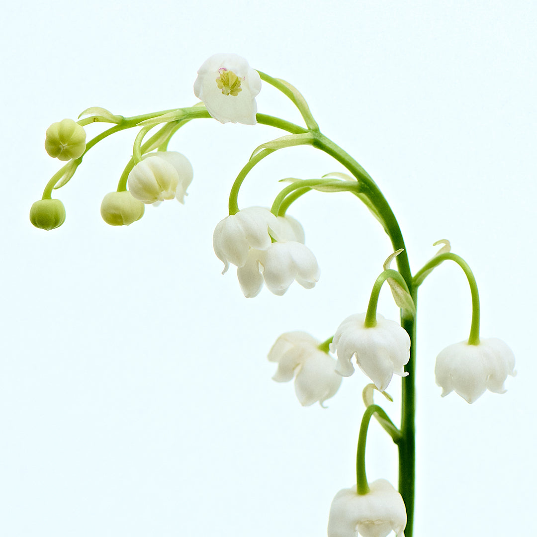 perfumed-detail-03-2-am.jpg
