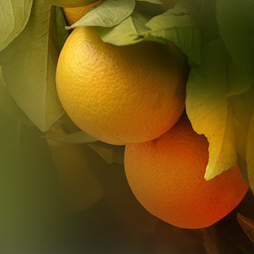 perfumed-detail-03-2-lapitta.jpg
